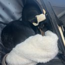 제일동물병원 | 강아지치과 분당힐링힐스동물치과병원 치료 후기