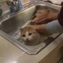 목욕하는 고양이 이미지