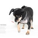 동물사랑애견샵 이미지