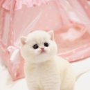 부산고양이분양 모나미네코 해운대본점 | 부산 고양이 분양 추천 - 부산고양이분양 모나미네코 해운대 본점에서 냥이 분양받자♡