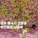 불국사관광안내소 | 유명한 경주 불국사 겹벚꽃 애견동반 실시간 왕벚꽃 보면서 힐링 후기