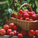 새한농원 이미지