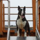 바우와우 이미지