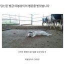 행운냥이 이미지