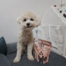 [보리X산시아코리아]산시아코리아 아이티아이 도그 자연건조 저알러지 눈물 사료 소고기앤장어 먹방 후기