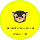 경기도 수원시 영통구 권선로 820 | 수원 햄스터분양 로던트클럽 수원점 반려동물분양 샵에 가서 크림 골든햄스터 분양 받았어요