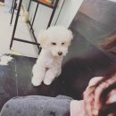 두젠틀 | 7호선(장승배기역)애견카페~두젠틀장승배기역점 다녀왔어요