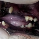 용인도담동물병원 이미지