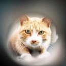 행복한고양이 이미지