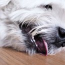 강서YD동물의료센터 이미지