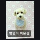 멍멍이네 | 의정부 애견미용 멍멍이 미용실 1:1 맞춤케어 프리미엄 제품 사용
