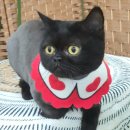 옥스 그루밍 이미지