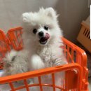 장군켄넬 이미지