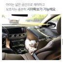 그늘막126 | 뽀뇨 블록킹 카시트｜ 강아지 카시트 추천 후기 6개월 고민하고 선택했어요, 구찌맘 믿고 따라와🧡