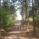 축령산편백나라 이미지