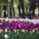 꽃이 좋아 이미지