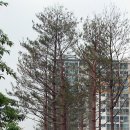 상일중학교 앞 이미지