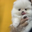 부산강아지분양 드림독 안심분양센터 부산점 | 부산강아지분양 드림독의 특별함