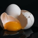 노른자 이미지