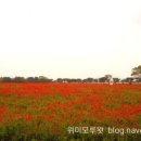 위미 모루왓 이미지