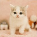 부산고양이분양 퍼스트캣 부산점 이미지