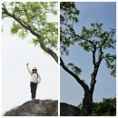 부여-열기구-서동요둘레길-가림성사랑나무-2 이미지