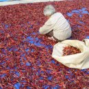 태양초 고추기름 이미지