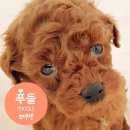 뽀댕뽀댕 이미지