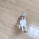 오로라 캣 이미지