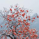 천안미라초등학교 이미지