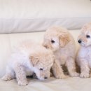 핫도그애견샵 이미지