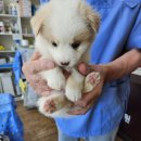 영남가축병원 이미지