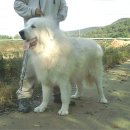 대성애견 이미지