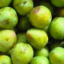 광인농장 이미지