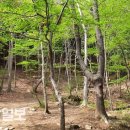 편백산림욕장 진입로 이미지