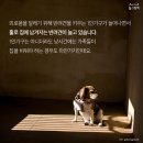 혼자 남겨진 반려견-분리불안 예방, 극복하는 방법 이미지