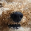 오구오구내새끼 이미지