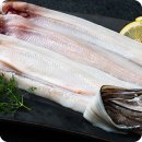 바다장어 이미지