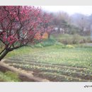 외연도6 이미지