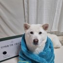아뮤펫 | [제품제공] 아뮤어스 펫타올 후기 | 대형견펫타올 강아지목욕타올