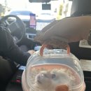 이서동물병원 | 햄스터 건강검진, 구충제 복용 / 서울 햄스터 소동물병원 추천 / 내돈내산 3회 방문 후기