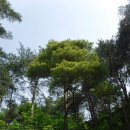 황금소나무 이미지