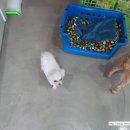 앵두 발바닥