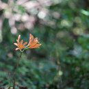 백양꽃 Lycoris sanguinea var. koreana (Nakai) T. Koyama 이미지