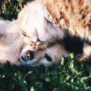 사랑종합동물병원 이미지