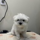 멍데렐라 | 대전애견미용 아기자기하게 잘라주는 곳 &#34;멍데렐라&#34;