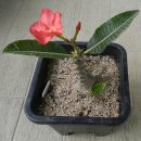 Pachypodium windsrii 개화 이미지