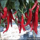 달봉농원 이미지