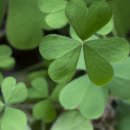 김밥홀릭 이미지