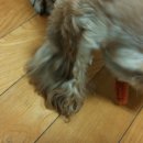 올래퍼피 이미지